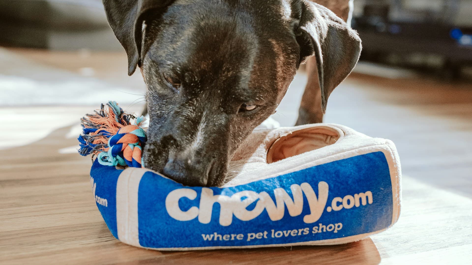 Хотели и пансиони за животиње